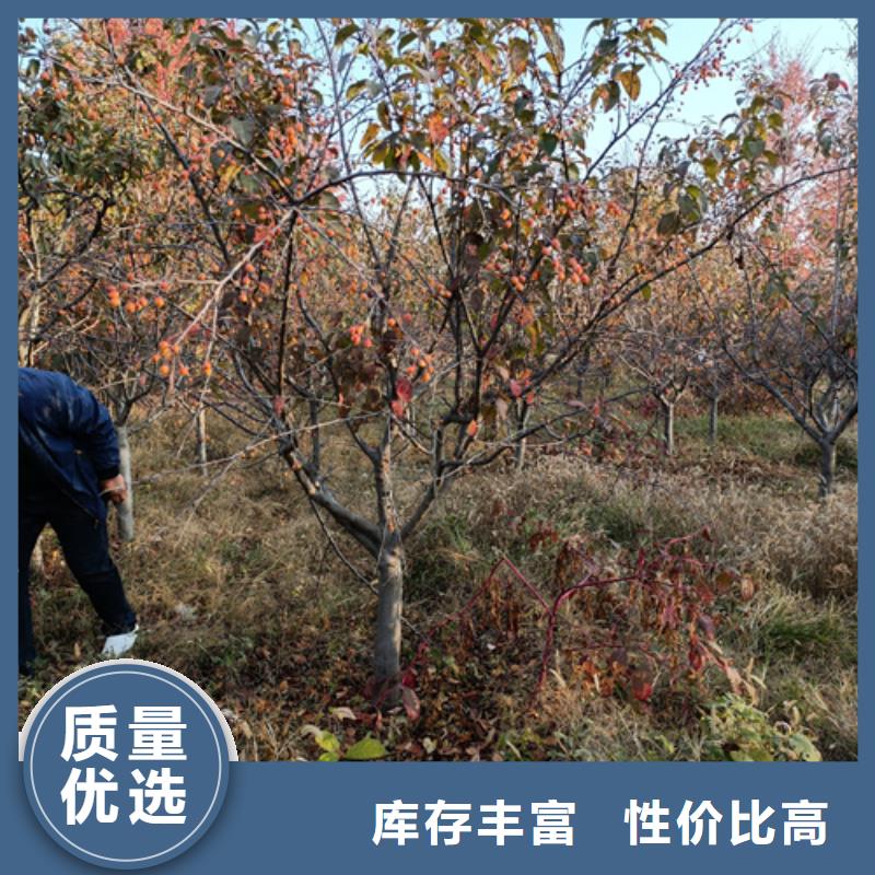 法桐价格低