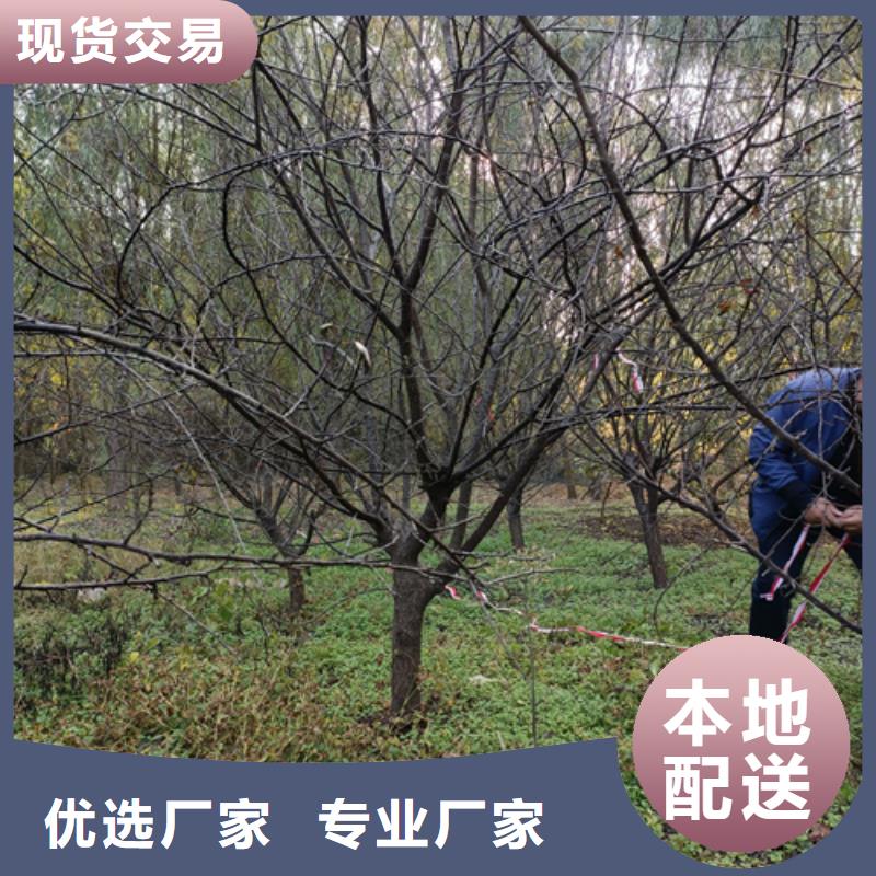 法桐,国槐联系厂家