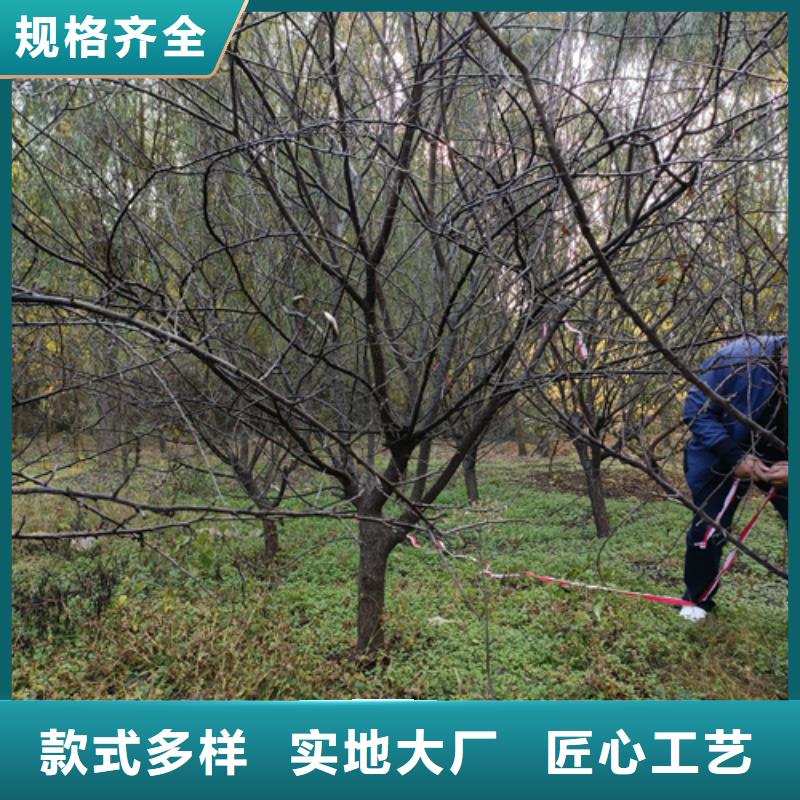 法桐【白蜡】通过检测