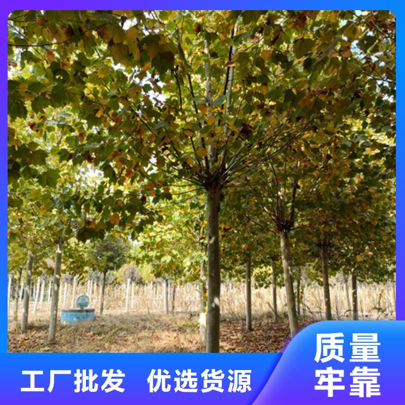 法桐-西府海棠多种工艺