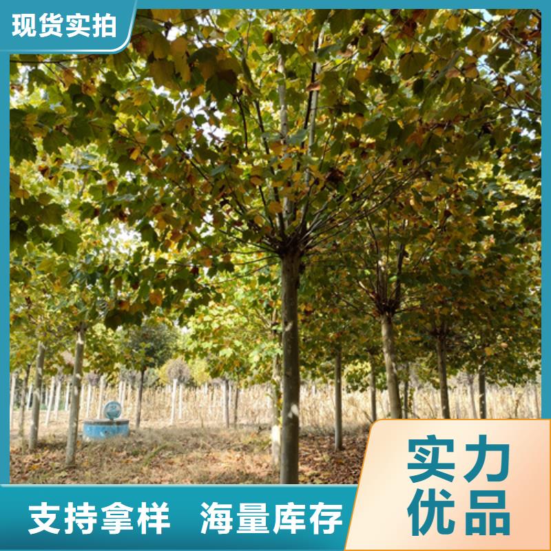 法桐国槐产品细节参数