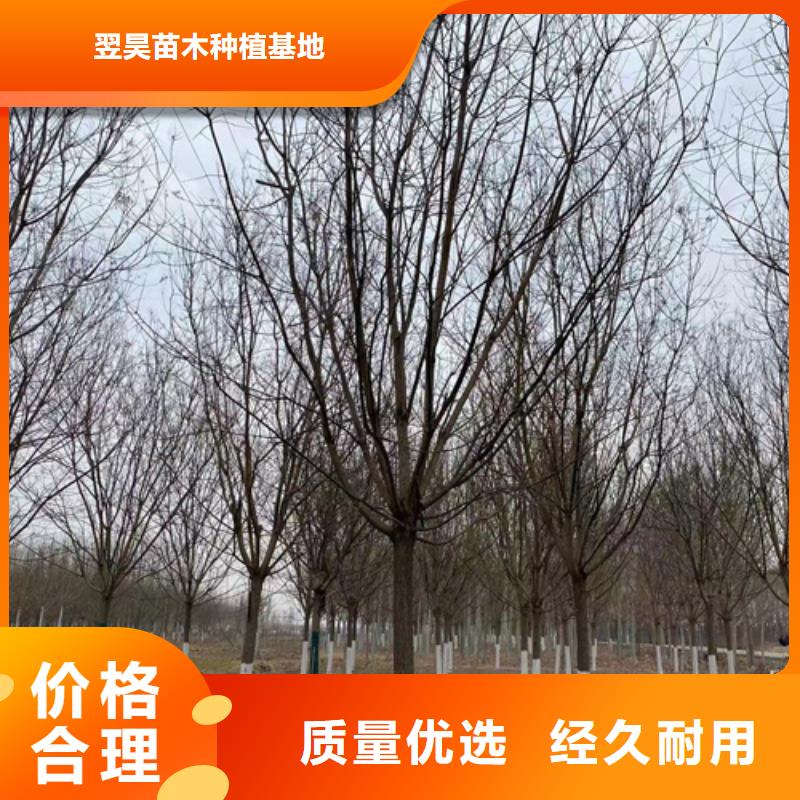 法桐【五角枫】优良材质