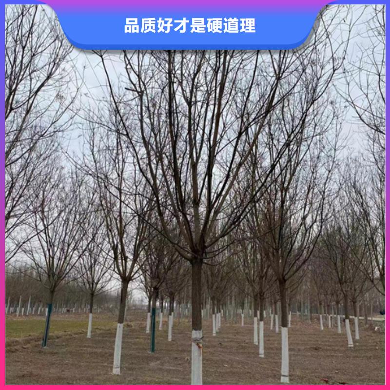 法桐【黄金槐】欢迎来电咨询