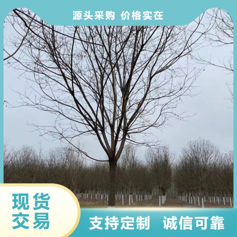 法桐,西府海棠品质保证实力见证