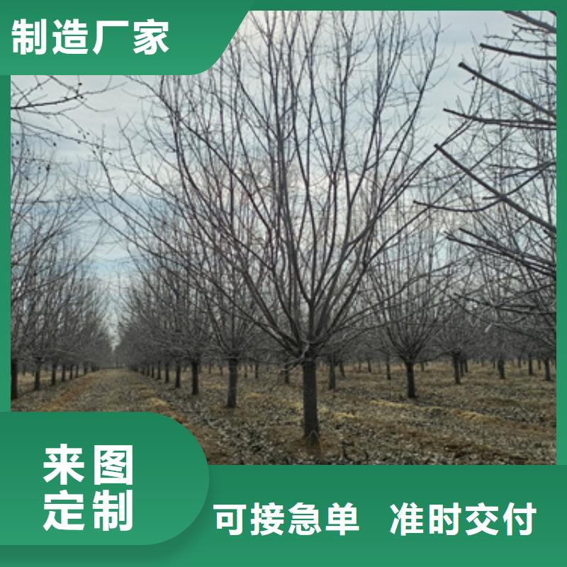 法桐,西府海棠品质保证实力见证