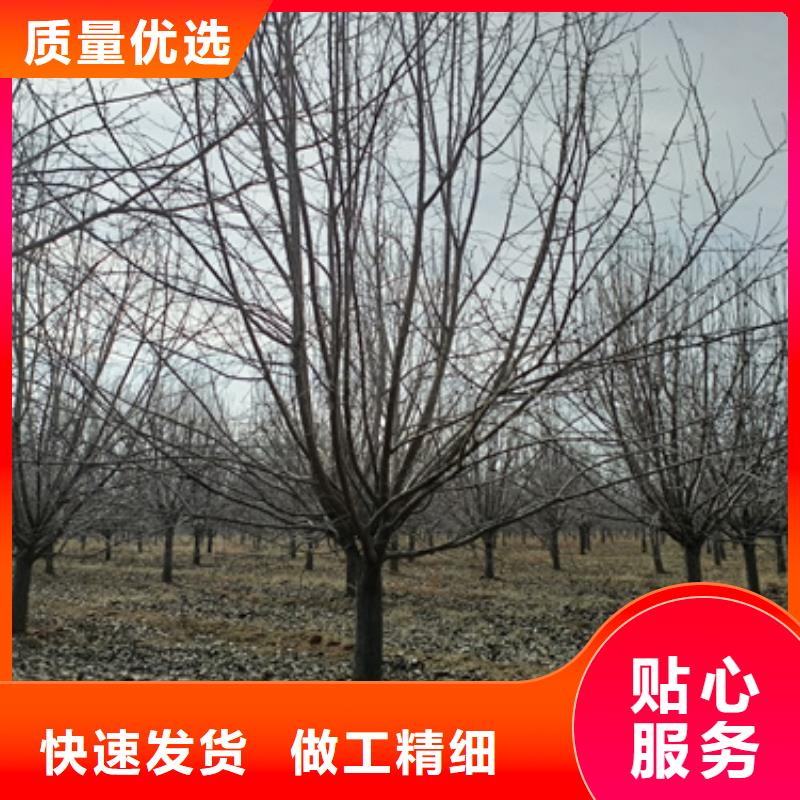 法桐金叶白蜡快速生产