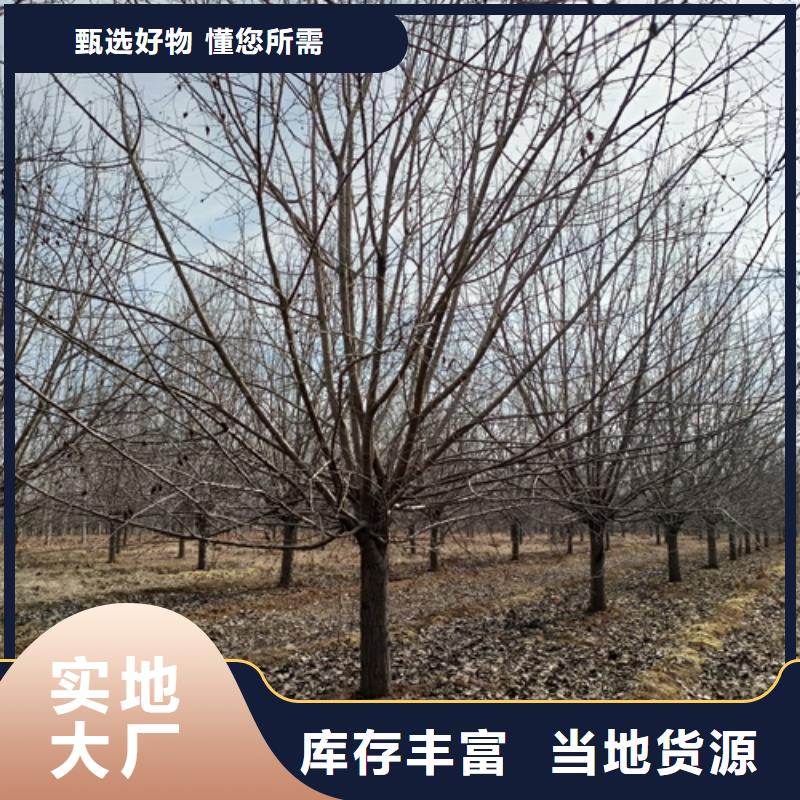法桐,西府海棠品质保证实力见证