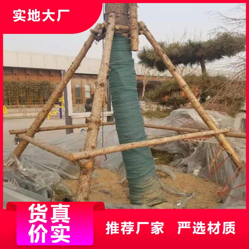 【裹树布】玻璃纤维土工格栅批发货源