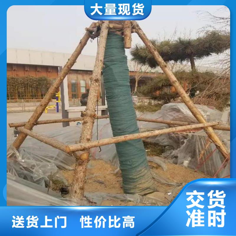 裹树布无纺布主推产品