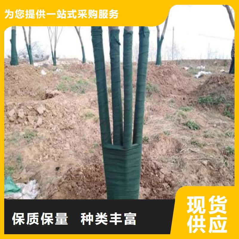 裹树布【【玻纤土工格栅】】工期短发货快