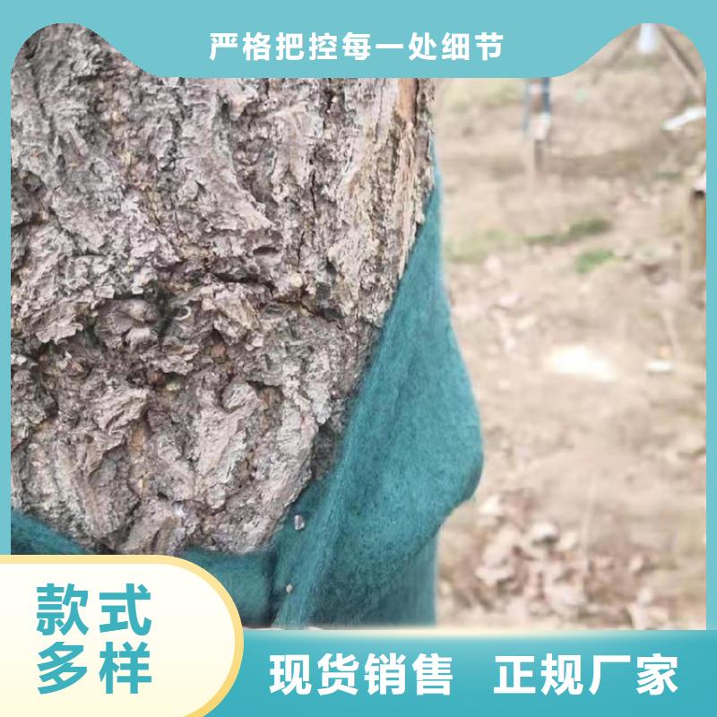 裹树布土工网垫24小时下单发货