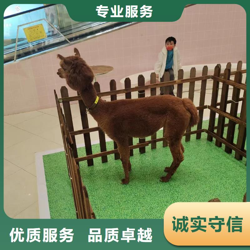 马戏团/羊驼表演动物出租注重质量