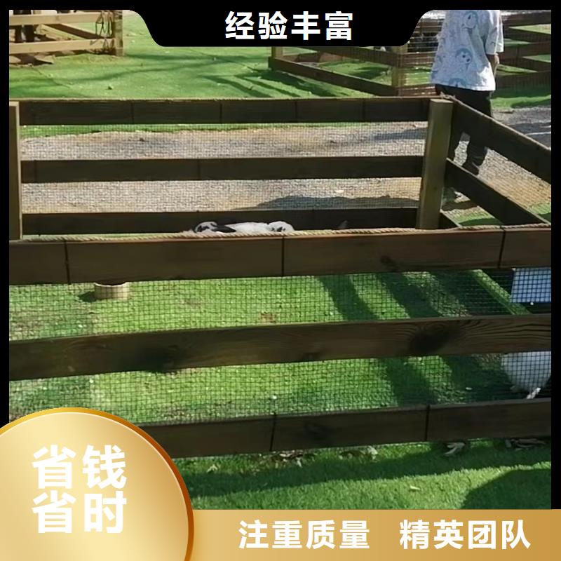 马戏团/羊驼海狮表演出租质量保证