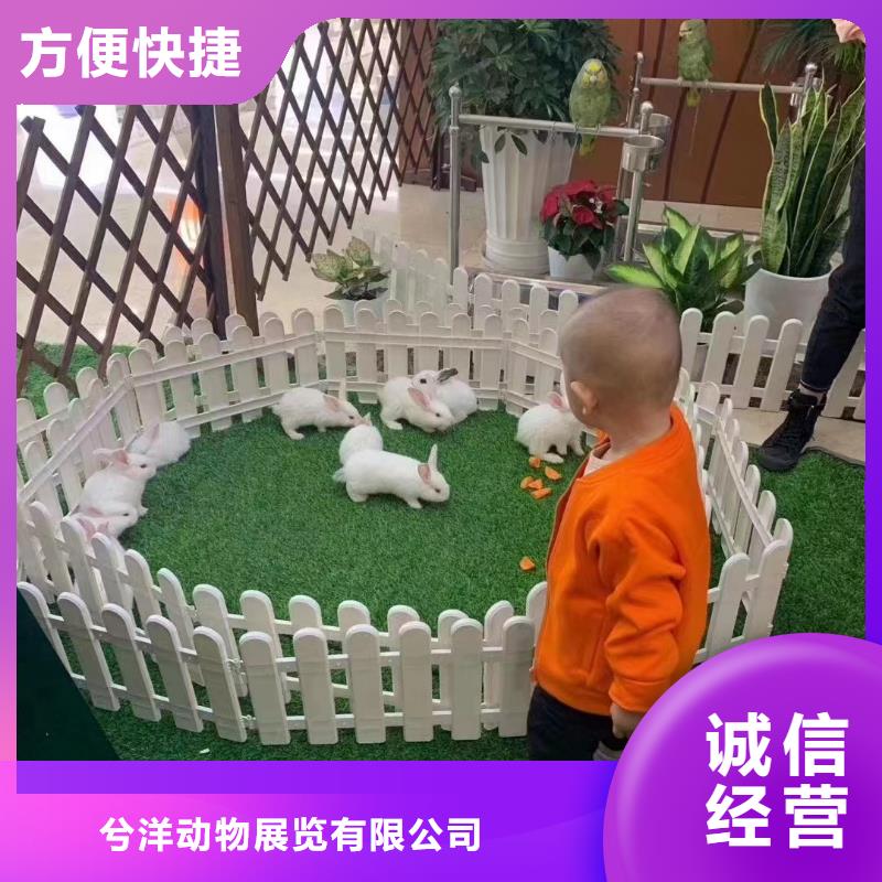 马戏团/羊驼-海狮表演出租品质卓越