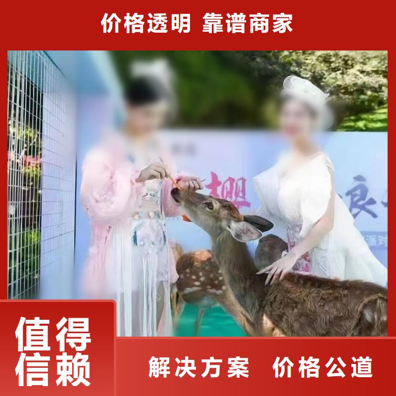 马戏团/羊驼【企鹅表演出租】售后保障