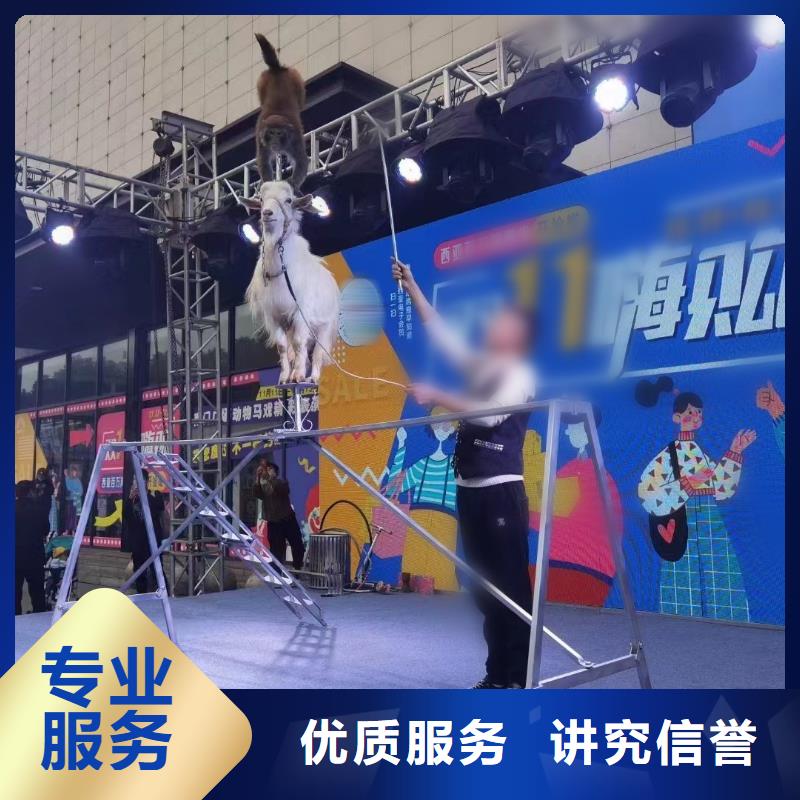 马戏团/羊驼【海狮表演】团队