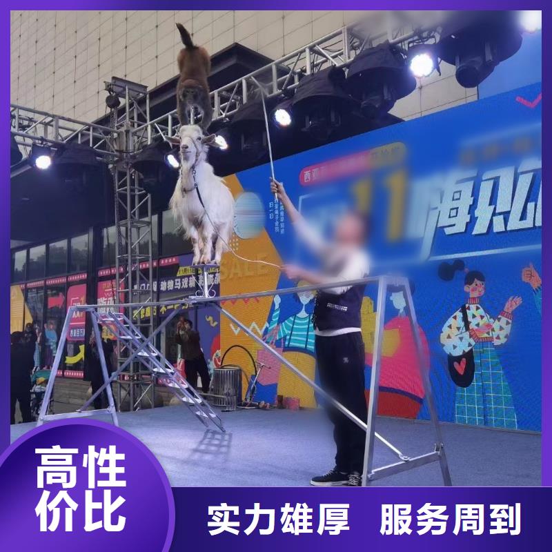 马戏团/羊驼_动物表演租赁好评度高