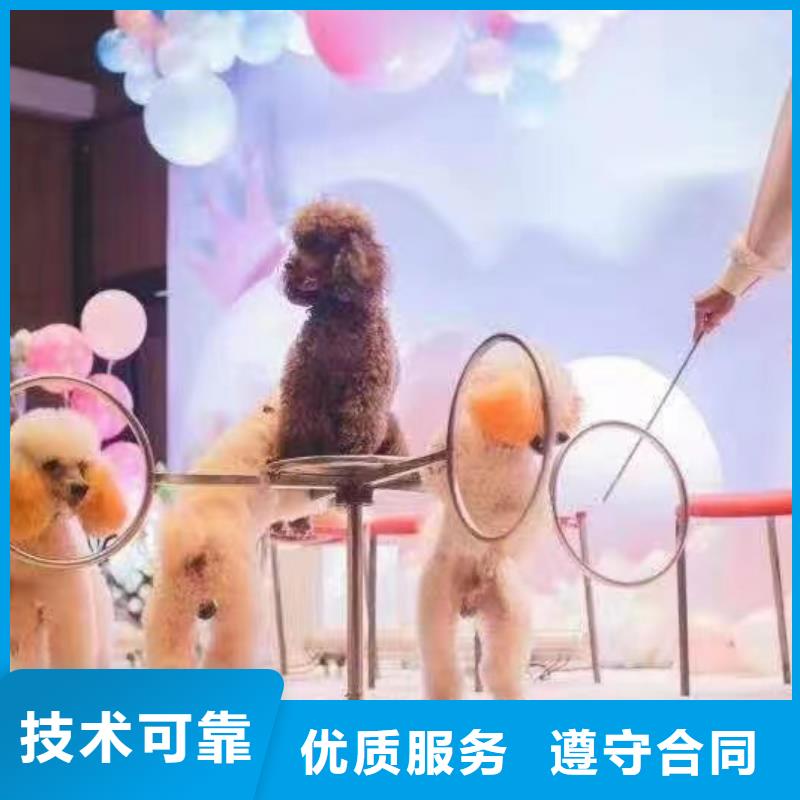 马戏团/羊驼动物表演租赁品质服务