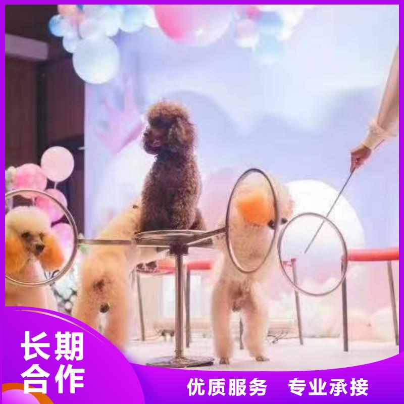 马戏团/羊驼美人鱼表演出租靠谱商家