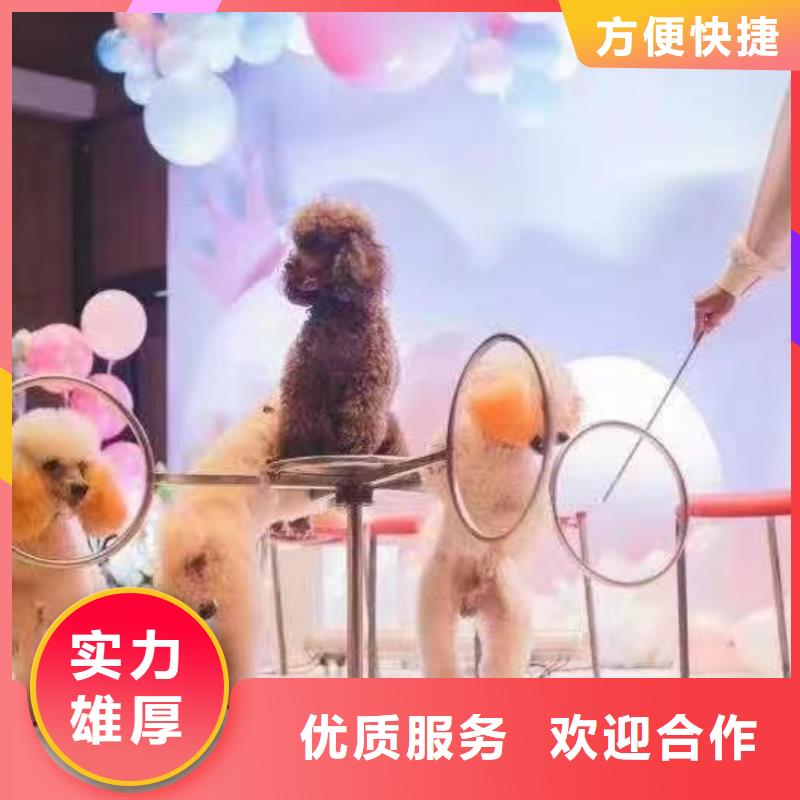 马戏团/羊驼环球飞车表演出租明码标价