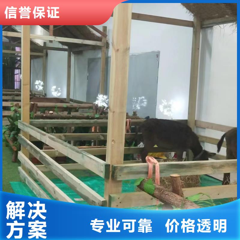 马戏团/羊驼企鹅租赁经验丰富