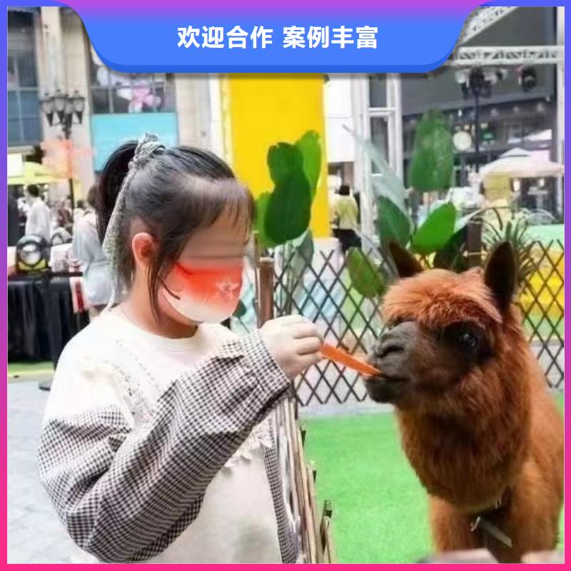 马戏团/羊驼马戏团表演案例丰富