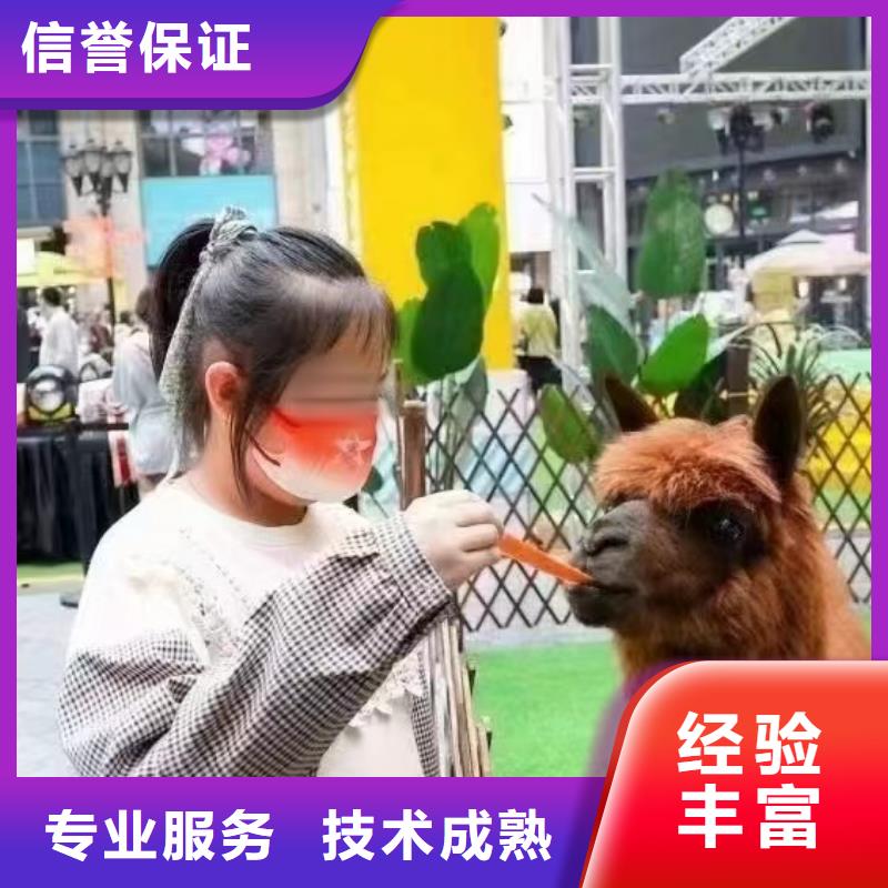 马戏团/羊驼-马戏团表演专业承接