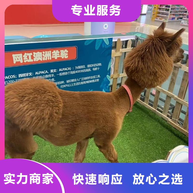 马戏团/羊驼马戏团表演案例丰富