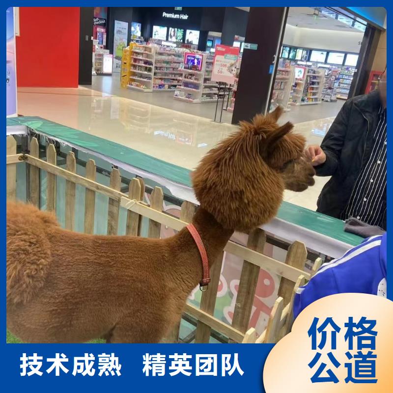 马戏团/羊驼_动物表演租赁好评度高