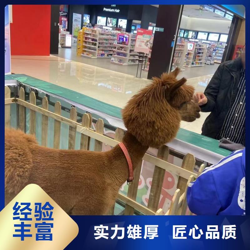 马戏团/羊驼鹦鹉表演租赁专业品质