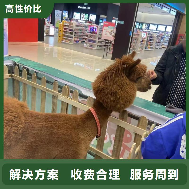 马戏团/羊驼美人鱼表演遵守合同