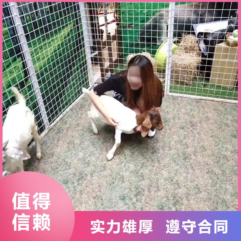 马戏团/羊驼鹦鹉表演租赁品质服务