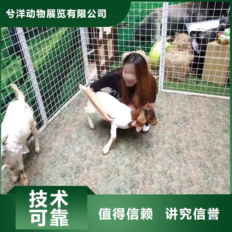 马戏团/羊驼,海狮表演出租专业品质