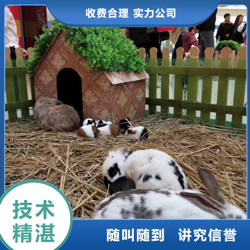 马戏团/羊驼-【【企鹅表演出租】】实力强有保证