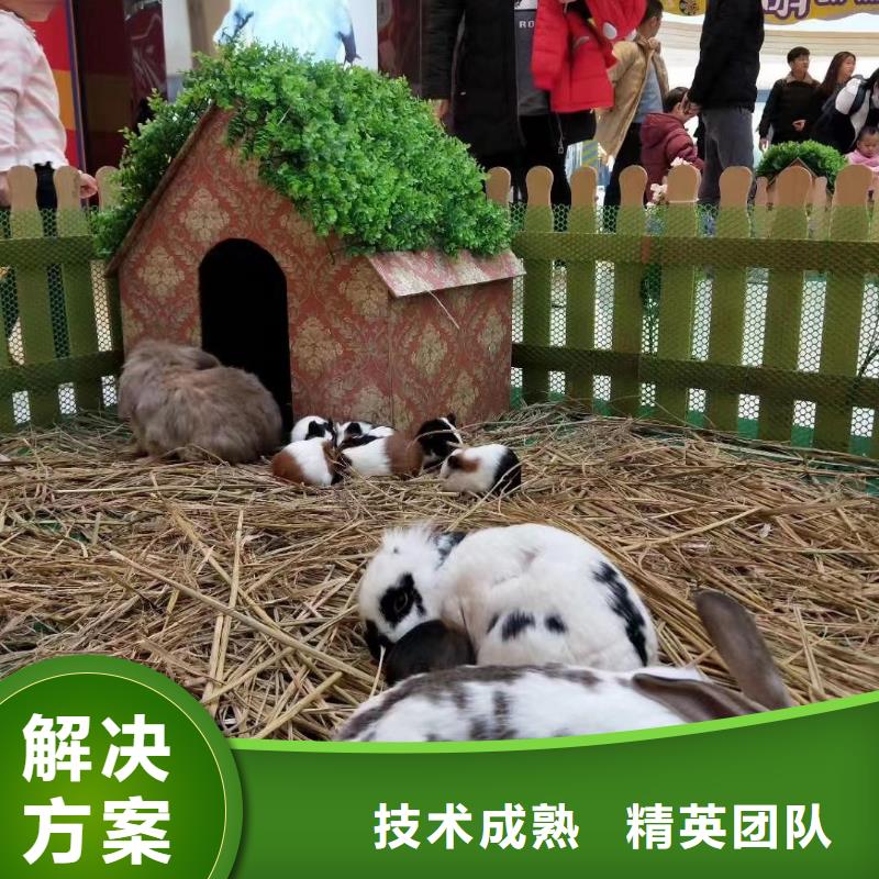 马戏团/羊驼企鹅租赁值得信赖