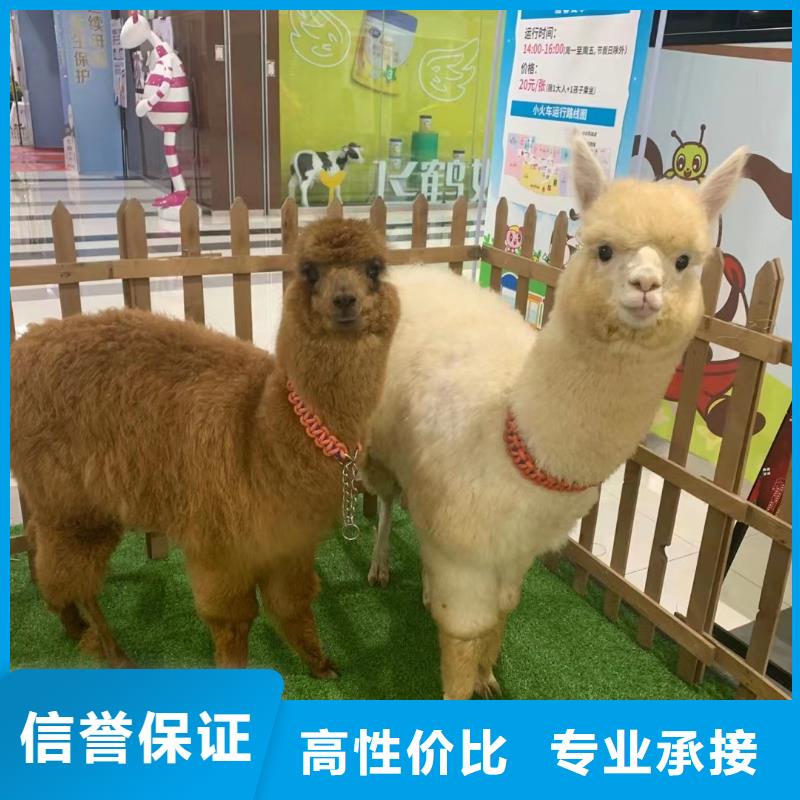马戏团/羊驼海洋展租赁售后保障
