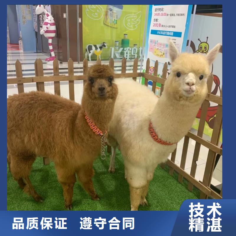 【马戏团/羊驼】-羊驼出租品质服务