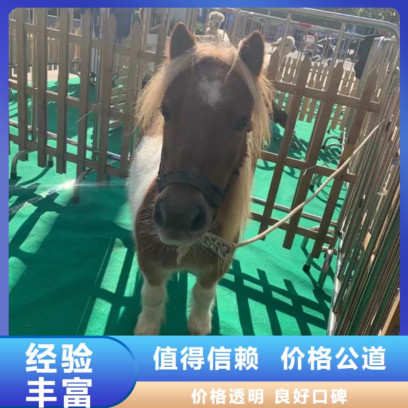 马戏团/羊驼,【企鹅表演】专业