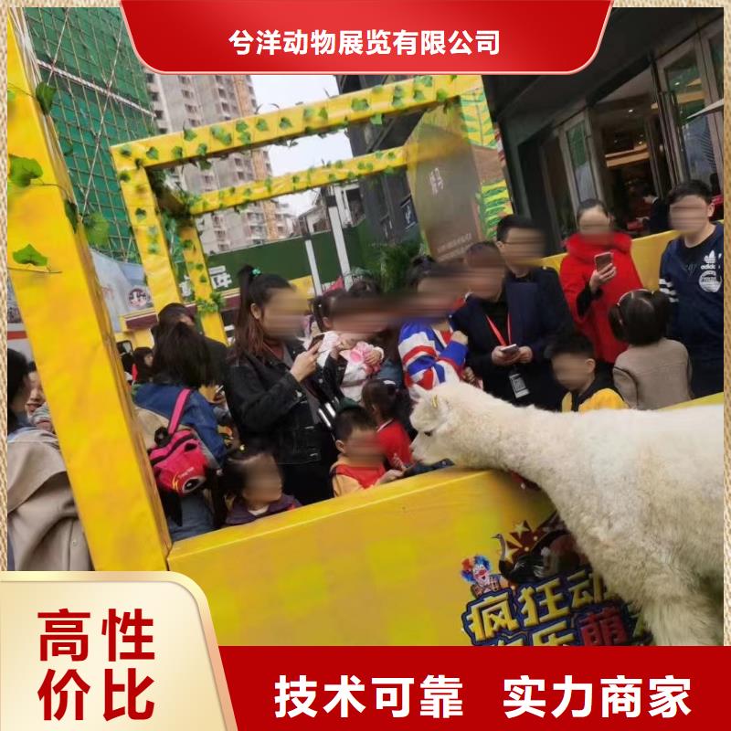 【马戏团/羊驼】动物表演出租多家服务案例