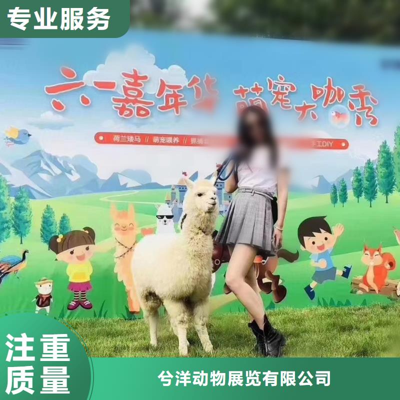 马戏团/羊驼企鹅租赁值得信赖