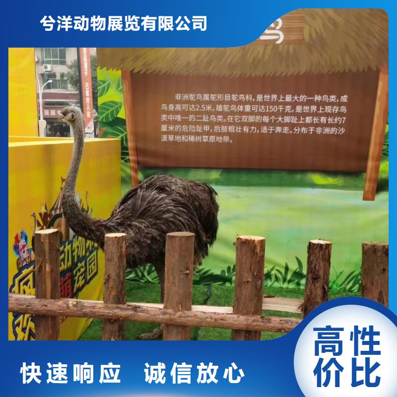 马戏团/羊驼_鹦鹉表演租赁欢迎询价
