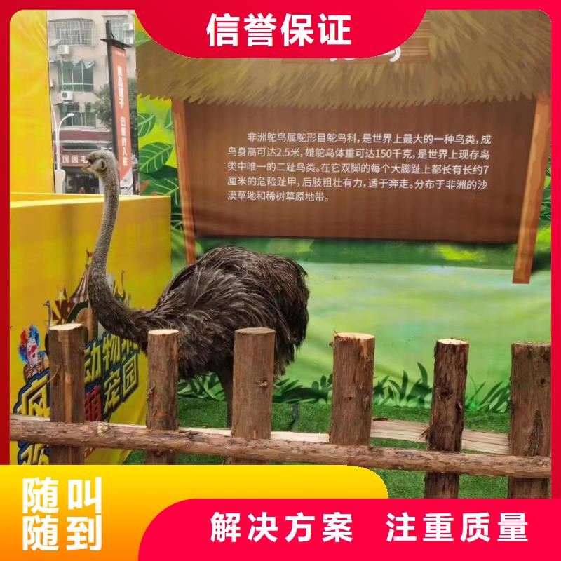 马戏团/羊驼草泥马羊驼租赁正规团队