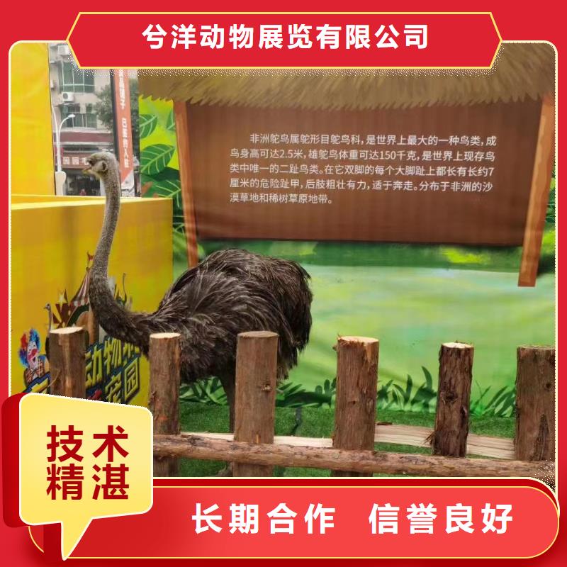 马戏团/羊驼表演动物出租注重质量