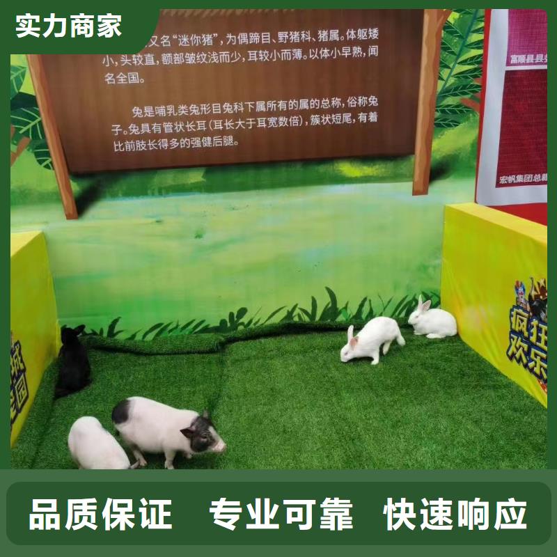 马戏团/羊驼观赏性羊驼租赁快捷