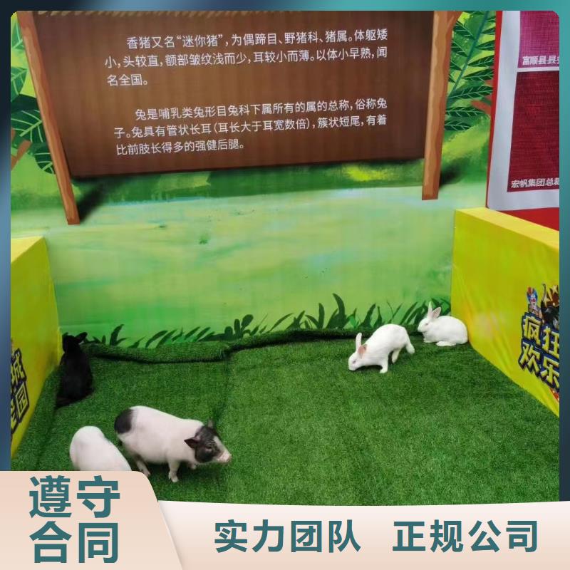马戏团/羊驼,【企鹅表演】质优价廉