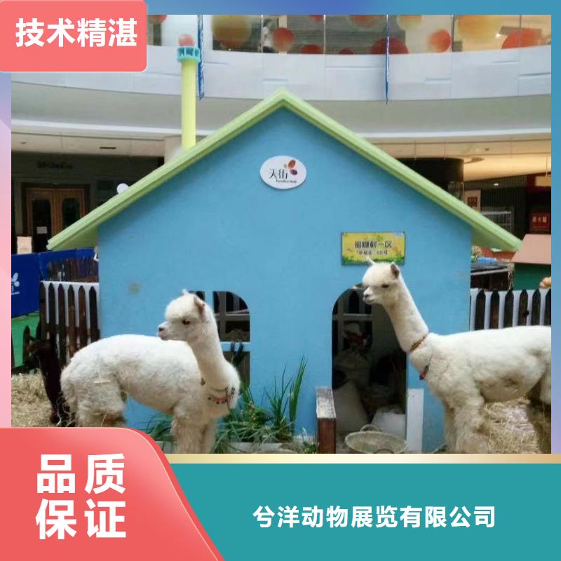 马戏团/羊驼海狮表演出租注重质量