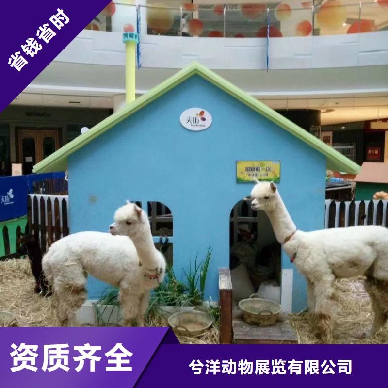 马戏团/羊驼【萌宠动物展出租】经验丰富
