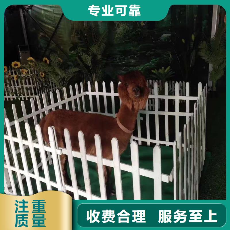 马戏团/羊驼,【企鹅表演】专业