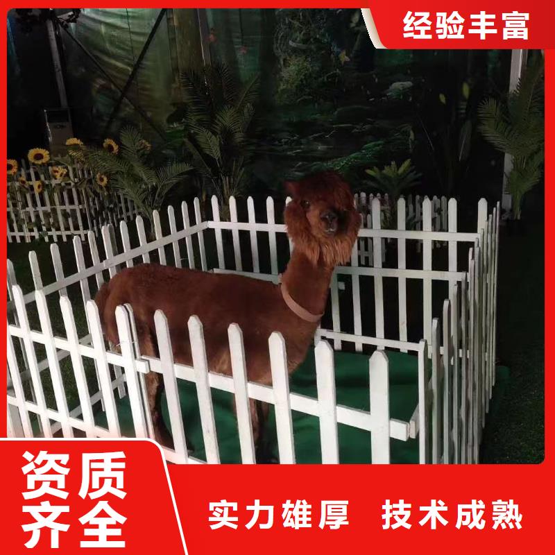 马戏团/羊驼动物杂技表演租赁欢迎合作