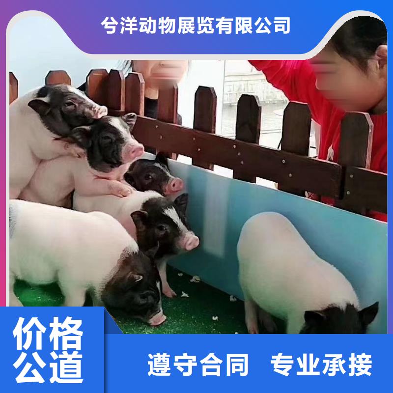 马戏团/羊驼动物杂技表演租赁质优价廉